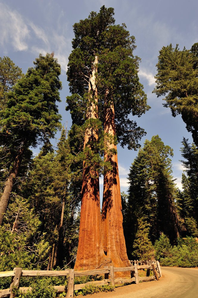 Công viên quốc gia Sequoia – Ảnh: goodfreephotos